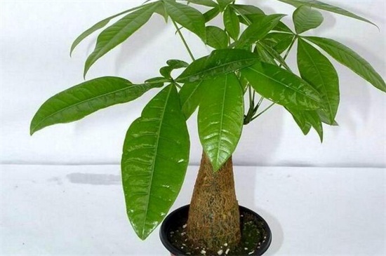 发财树的养殖办法和留意事项