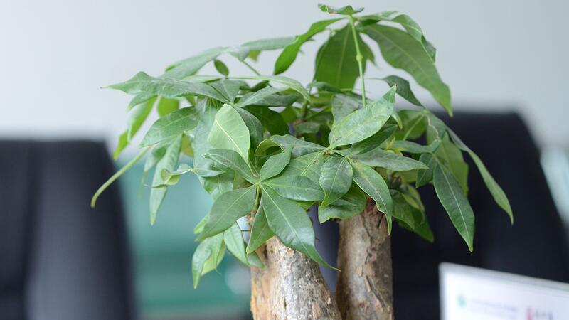 发财树叶子发黄脱落如何办