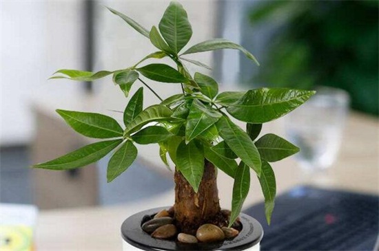 发财树叶子发黄脱落如何办