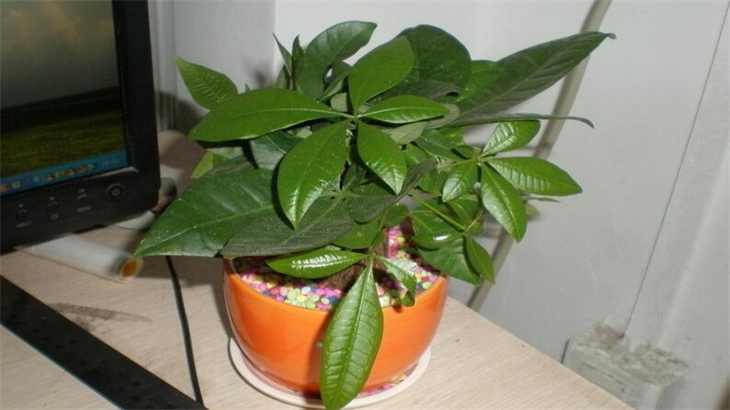 发财树掉叶子一碰就掉如何办