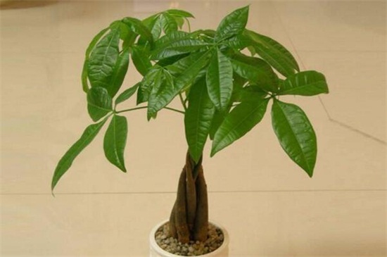 发财树掉叶子一碰就掉如何办