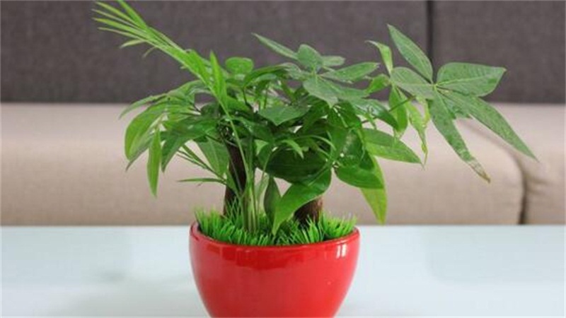 发财树如何修剪