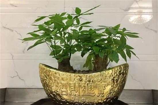 发财树如何修剪