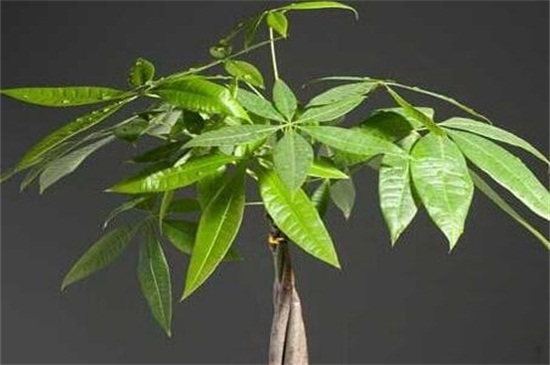 发财树如何修剪