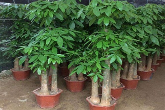 如何养好发财树,六个方面使其茁壮生长