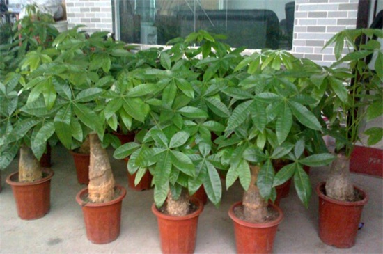 如何养好发财树,六个方面使其茁壮生长