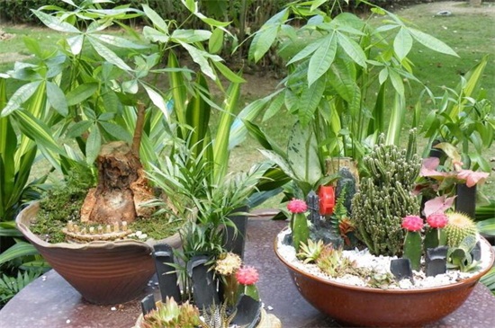 如何养好发财树,六个方面使其茁壮生长