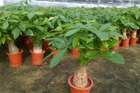 如何养好发财树,六个方面使其茁壮生长