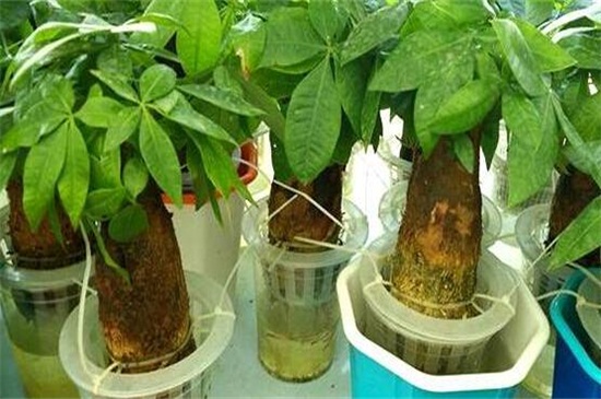 如何养好发财树,六个方面使其茁壮生长