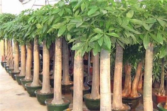 如何养好发财树,六个方面使其茁壮生长