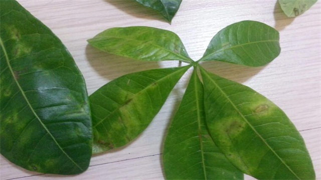 发财树叶子长斑如何办