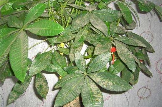 发财树叶子长斑如何办