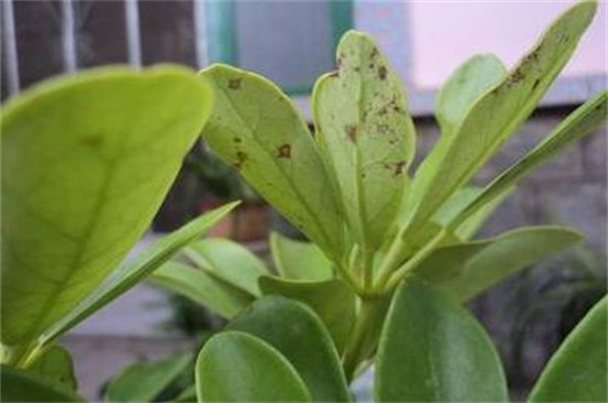 发财树叶子长斑如何办