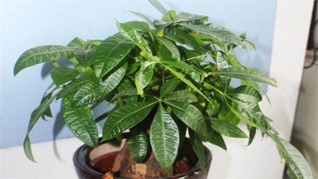 发财树如何施肥