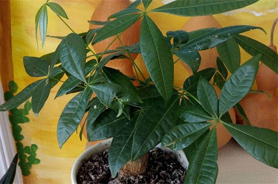 发财树如何施肥