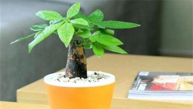 发财树修剪办法