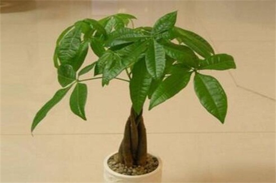 发财树修剪办法