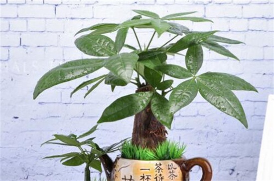 室内可以种植的植物有哪些，种发财树富贵竹可带来好运