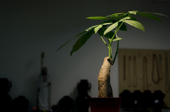 发财树寿命有多长,只要环境合适能活几十年甚至上百年