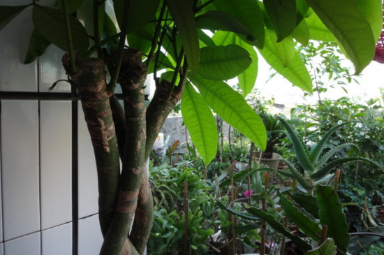 发财树寿命有多长,只要环境合适能活几十年甚至上百年