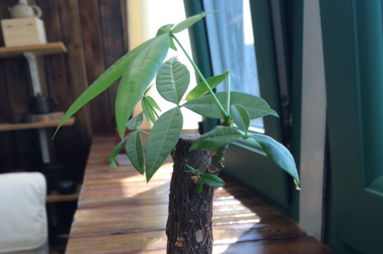 发财树寿命有多长,只要环境合适能活几十年甚至上百年