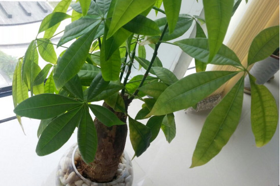 发财树寿命有多长,只要环境合适能活几十年甚至上百年