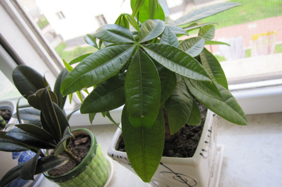 发财树寿命有多长,只要环境合适能活几十年甚至上百年