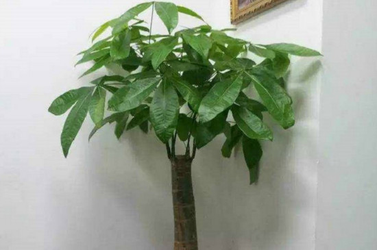 发财树寿命有多长,只要环境合适能活几十年甚至上百年