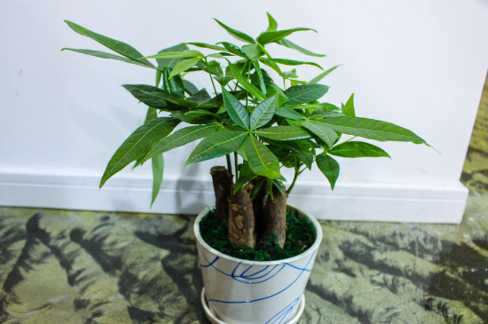 发财树寿命有多长,只要环境合适能活几十年甚至上百年