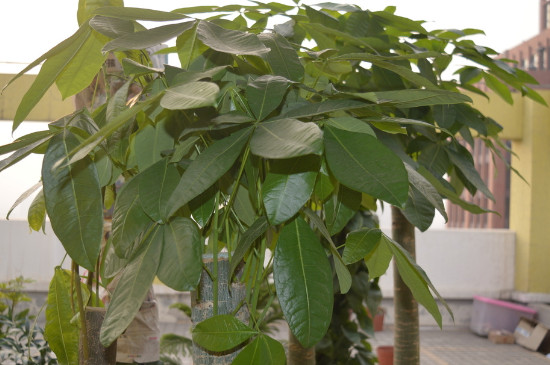 发财树寿命有多长,只要环境合适能活几十年甚至上百年