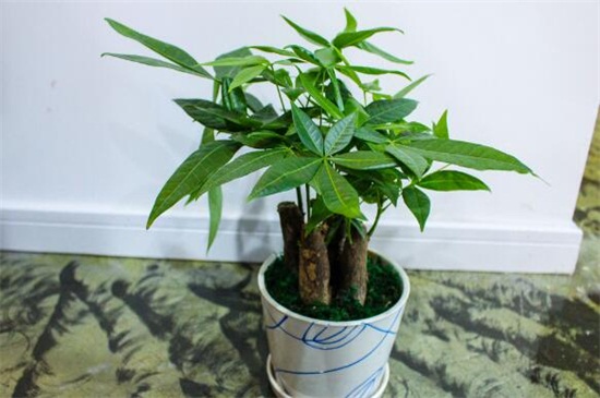 发财树如何养