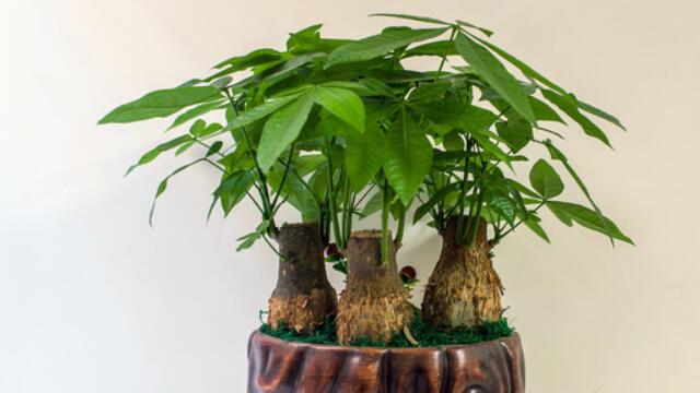 发财树的养殖办法和留意事项