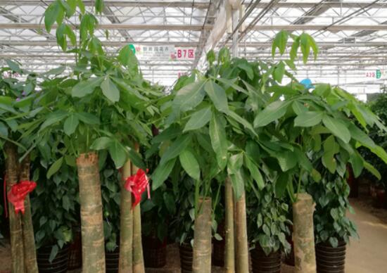 发财树的养殖办法和留意事项