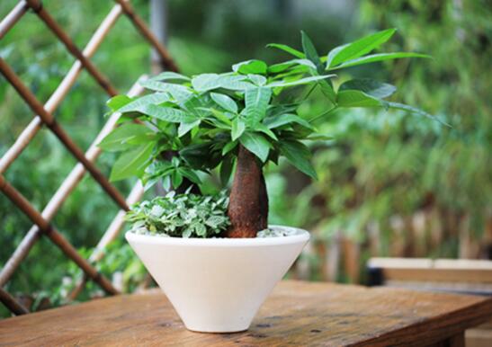 发财树的养殖办法和留意事项