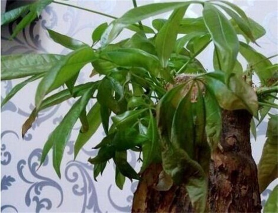 发财树新叶子卷曲打皱如何办，4个方面处理叶子卷曲打皱