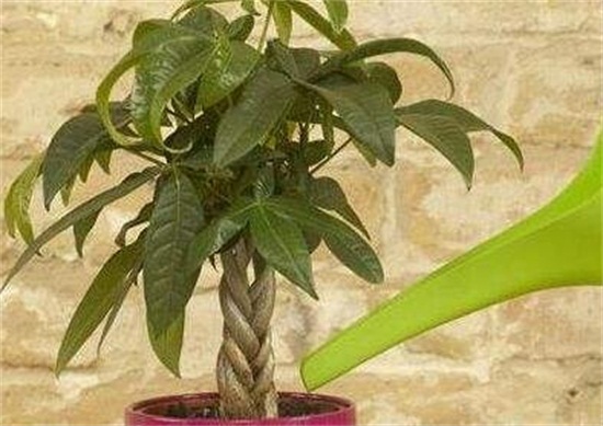 发财树新叶子卷曲打皱如何办，4个方面处理叶子卷曲打皱
