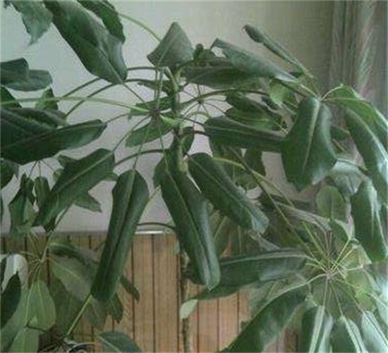 发财树新叶子卷曲打皱如何办，4个方面处理叶子卷曲打皱