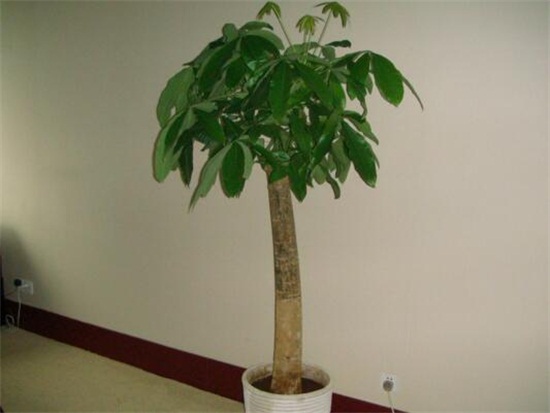 发财树新叶子卷曲打皱如何办，4个方面处理叶子卷曲打皱