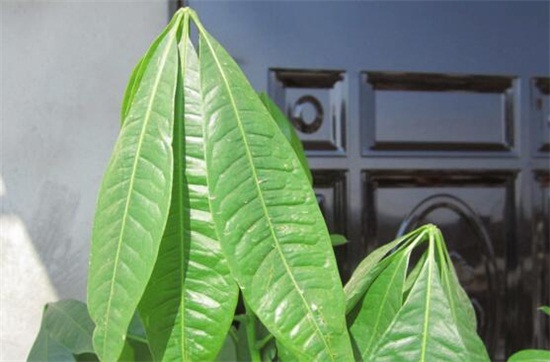 发财树新叶子卷曲打皱如何办，4个方面处理叶子卷曲打皱