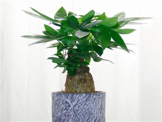 发财树新叶子卷曲打皱如何办，4个方面处理叶子卷曲打皱