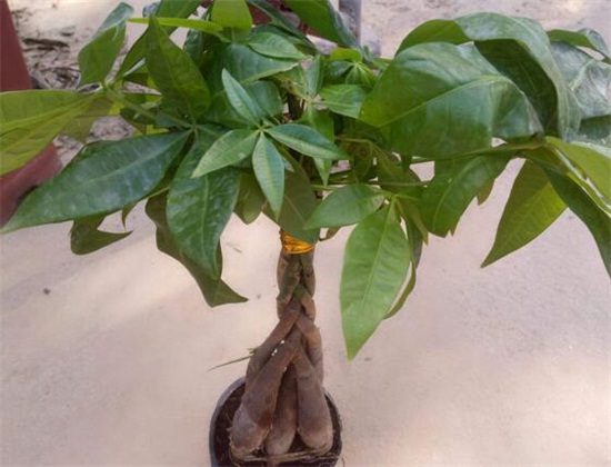 发财树新叶子卷曲打皱如何办，4个方面处理叶子卷曲打皱