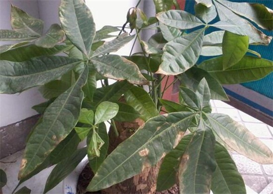 发财树新叶子卷曲打皱如何办，4个方面处理叶子卷曲打皱