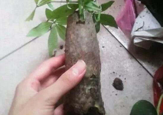 新买的发财树如何换盆，发财树换盆的办法与留意事项