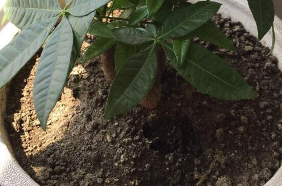 新买的发财树如何换盆，发财树换盆的办法与留意事项