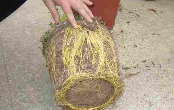 新买的发财树如何换盆，发财树换盆的办法与留意事项