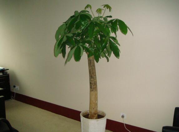 新买的发财树如何换盆，发财树换盆的办法与留意事项