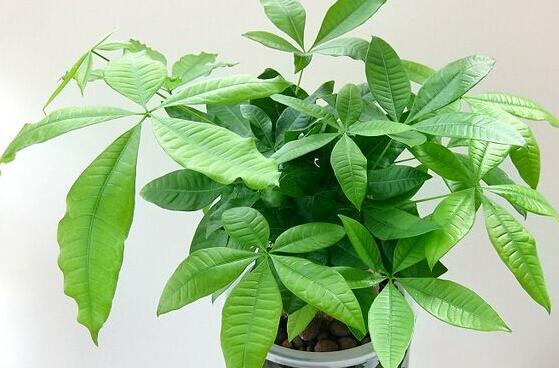 新买的发财树如何换盆，发财树换盆的办法与留意事项