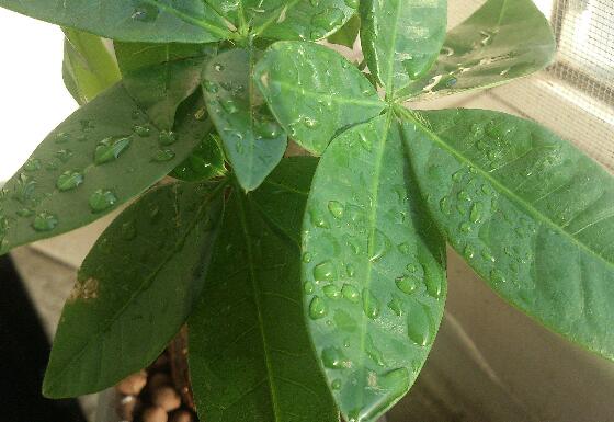 新买的发财树如何换盆，发财树换盆的办法与留意事项