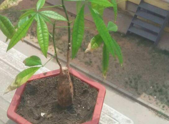 新买的发财树如何换盆，发财树换盆的办法与留意事项