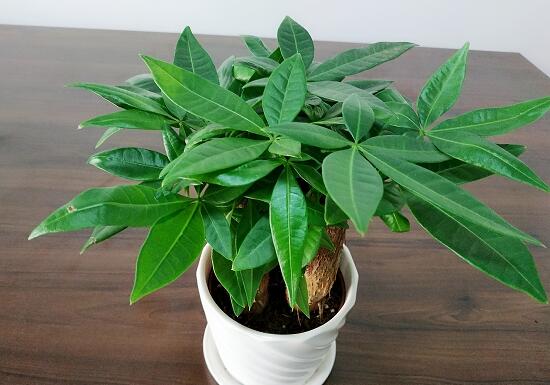 发财树如何修剪枝叶